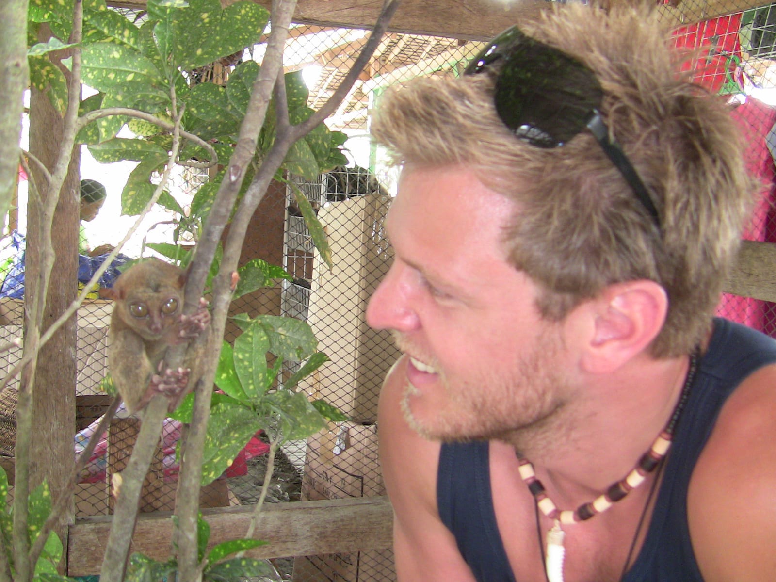 tarsier The Tarsier From Bohol